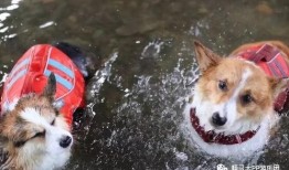 小黄鸭柴犬爆料视频大全,萌宠日常大揭秘