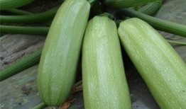 西晴和网红吃瓜,揭秘娱乐圈幕后故事