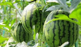 盛世东方曹县免费吃瓜,免费瓜果盛宴，共享盛世东方风采