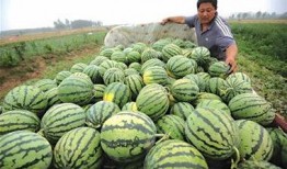 延安网红吃瓜事件,揭秘网络舆论背后的真相与反思