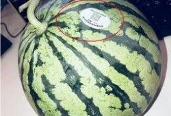 菏泽网红吃瓜,揭秘当地美食文化新潮流