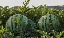 吃瓜西安网红,西安网红吃瓜风云录