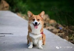 小黄鸭柴犬爆料视频大全,萌宠日常大揭秘