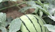 菏泽网红吃瓜,揭秘当地美食文化新潮流