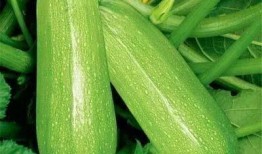 西晴和网红吃瓜,揭秘娱乐圈幕后故事