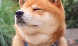 小黄鸭柴犬爆料视频大全,萌宠日常大揭秘