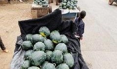 延安网红吃瓜事件,揭秘网络舆论背后的真相与反思