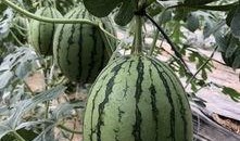 菏泽网红吃瓜,揭秘当地美食文化新潮流