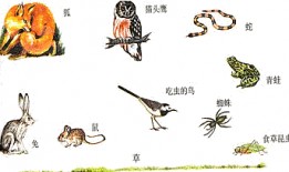 食物链 在线观看,在线观看揭示生态平衡之旅