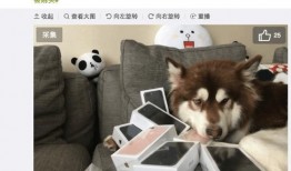 娱乐圈吃瓜小狗小说在线阅读,吃瓜小狗的甜蜜复仇之旅