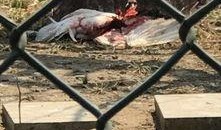 爆料石家庄动物园视频,动物们的新生活