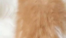 狗仔爆料加菲视频大全