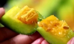 豆瓣都是怎么吃网红瓜的,揭秘网友如何品尝网红瓜的多样风味